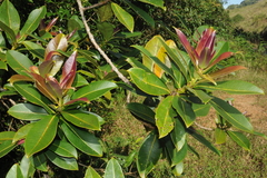 Syzygium tamilnadensis